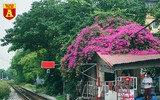 Hoa giấy bung nở khoe sắc ở Hà Nội ảnh 11